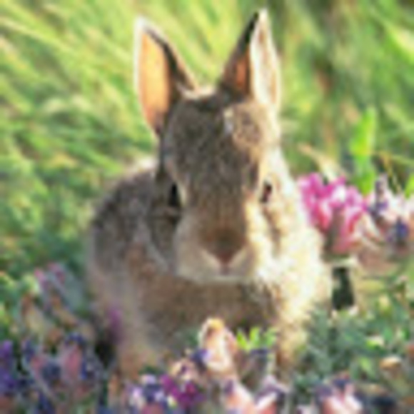 tcottontail